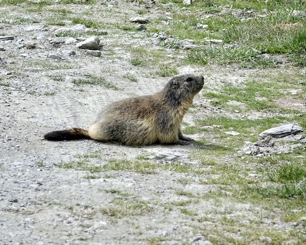 marmot